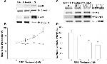 NDRG1 Antibody in Western Blot (WB)