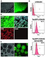 GFP Antibody in Immunohistochemistry, Immunocytochemistry (IHC, ICC/IF)