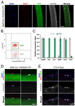 Ly-6A/E (Sca-1) Antibody in Flow Cytometry (Flow)