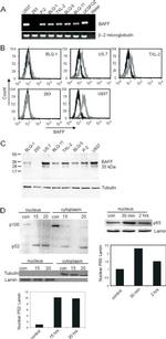 CD257 (BAFF, BLyS) Antibody in Western Blot (WB)