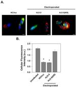 Hepatitis C Virus Core Antigen Antibody in Immunocytochemistry (ICC/IF)