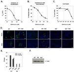 Hepatitis C Virus Core Antigen Antibody in Immunohistochemistry (IHC)