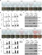 Adiponectin Antibody in Western Blot (WB)