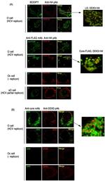 Hepatitis C Virus Core Antigen Antibody in Immunocytochemistry (ICC/IF)