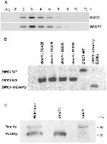 RAD51 Antibody in Western Blot (WB)