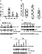 Caspase 1 Antibody in Western Blot (WB)