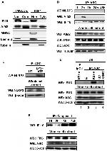 Caspase 1 Antibody in Immunoprecipitation (IP)