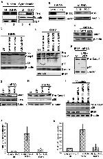 Caspase 1 Antibody in Western Blot (WB)