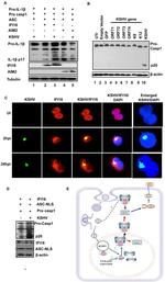 Caspase 1 Antibody in Western Blot (WB)