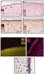 GFAP Antibody in Immunohistochemistry (IHC)