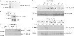 TAP Tag Antibody in Western Blot (WB)