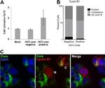 Hepatitis C Virus Core Antigen Antibody in Immunocytochemistry (ICC/IF)