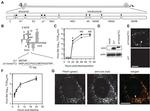 Hepatitis C Virus Core Antigen Antibody in Immunocytochemistry (ICC/IF)