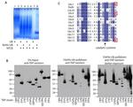 TAP Tag Antibody in Western Blot (WB)