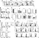 Mouse IgD Antibody in Flow Cytometry (Flow)