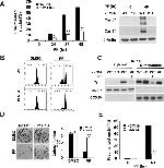 OxPhos Complex IV subunit IV Antibody in Western Blot (WB)