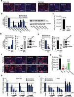 Hepatitis C Virus Core Antigen Antibody in Immunohistochemistry, Immunocytochemistry (IHC, ICC/IF)