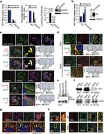 Hepatitis C Virus Core Antigen Antibody in Immunohistochemistry, Immunocytochemistry (IHC, ICC/IF)