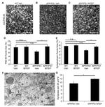 PSD-95 Antibody in Immunohistochemistry (IHC)
