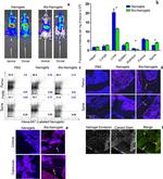 F4/80 Antibody in Flow Cytometry (Flow)