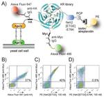 Myc Tag Antibody in Flow Cytometry (Flow)