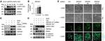 E-cadherin Antibody in Western Blot (WB)