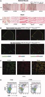 GFP Antibody in Immunohistochemistry (Frozen) (IHC (F))