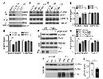 PSD-95 Antibody in Western Blot (WB)
