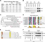 GFP Antibody in Immunoprecipitation (IP)