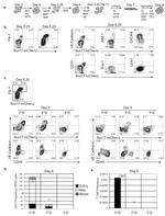 CD93 (AA4.1) Antibody in Flow Cytometry (Flow)