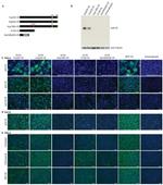 V5 Tag Antibody in Western Blot, Immunocytochemistry (WB, ICC/IF)