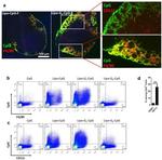 F4/80 Antibody in Flow Cytometry (Flow)