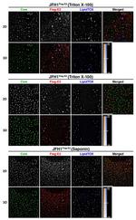 Hepatitis C Virus Core Antigen Antibody in Immunohistochemistry, Immunocytochemistry (IHC, ICC/IF)