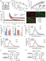 PSD-95 Antibody in Immunohistochemistry (IHC)