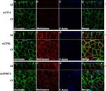 Occludin Antibody in Immunocytochemistry (ICC/IF)