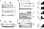 IL18BP Antibody in Western Blot (WB)