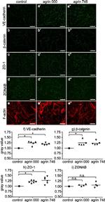 ZO-1 Antibody in Immunocytochemistry (ICC/IF)
