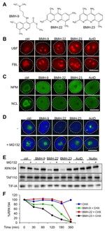 NPM1 Antibody in Immunocytochemistry (ICC/IF)