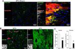 Phospho-FAK (Tyr397) Antibody in Immunohistochemistry (IHC)