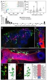 E-cadherin Antibody in Immunohistochemistry (IHC)