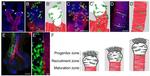 E-cadherin Antibody in Immunohistochemistry (IHC)