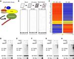 Myc Tag Antibody in Western Blot (WB)