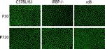 ZO-1 Antibody in Immunohistochemistry, Immunocytochemistry (IHC, ICC/IF)