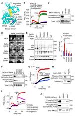 PKC gamma Antibody in Western Blot (WB)