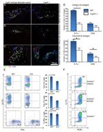 IFN gamma Antibody in Flow Cytometry (Flow)