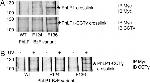 c-Myc Antibody in Immunoprecipitation (IP)