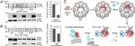 c-Myc Antibody in Immunoprecipitation (IP)