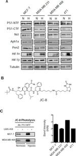 APH1 Antibody in Western Blot (WB)
