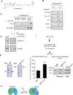 APH1 Antibody in Western Blot (WB)