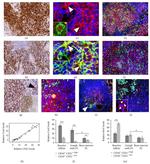 Connexin 43 Antibody in Immunocytochemistry (ICC/IF)